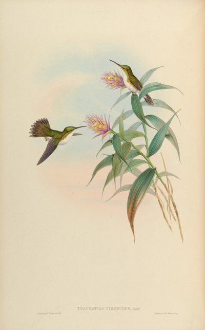 Amazilia leucogaster by John Gould